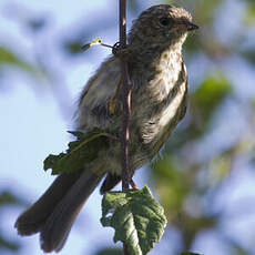 Dunnock