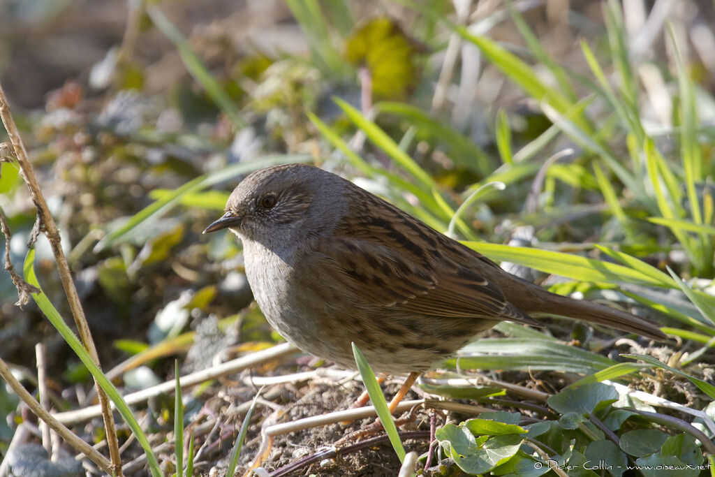 Dunnockadult, identification