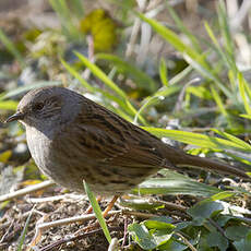 Dunnock