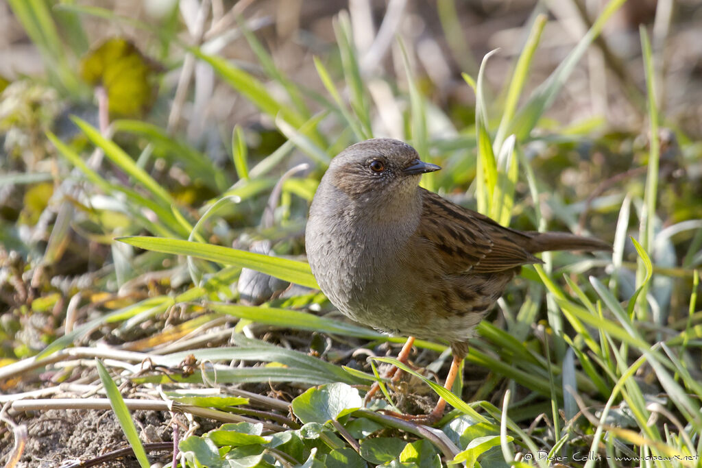 Dunnockadult, identification