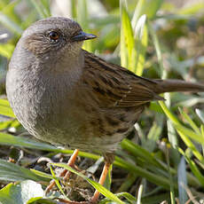 Dunnock