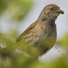 Dunnock