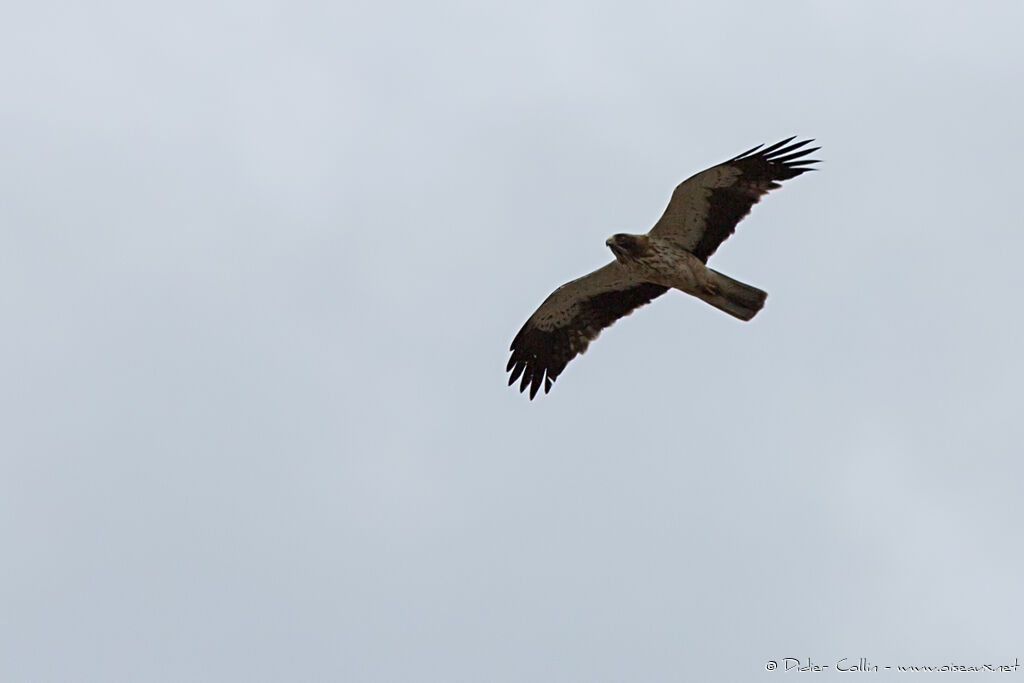 Booted Eagleadult, Flight