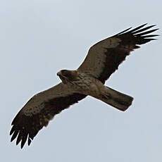 Booted Eagle