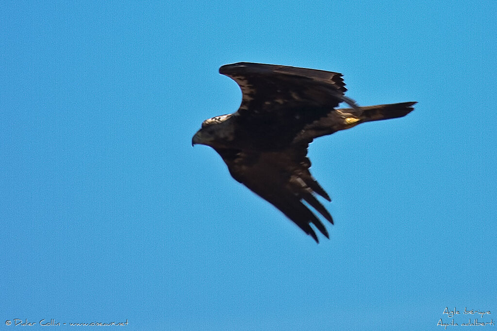 Aigle ibériqueadulte, Vol