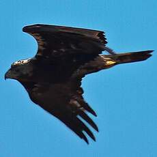 Spanish Imperial Eagle