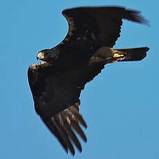 Spanish Imperial Eagle