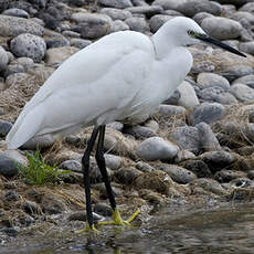 Aigrette garzette