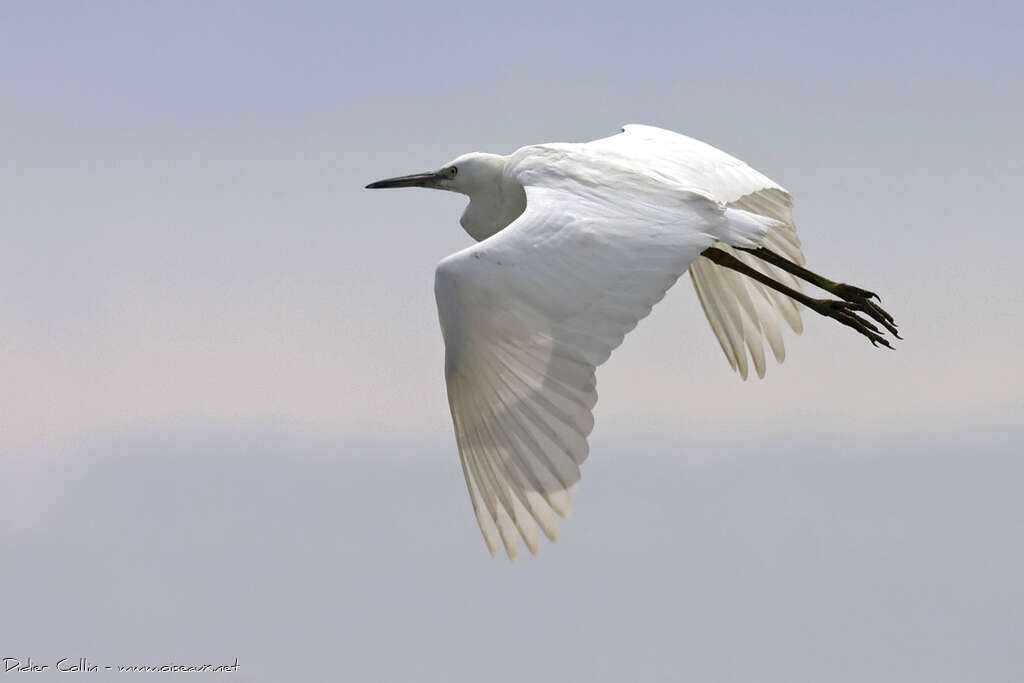 Aigrette garzetteadulte, Vol