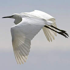 Little Egret