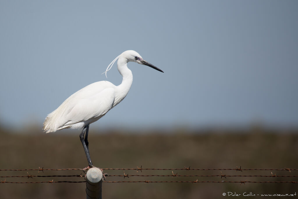 Little Egretadult