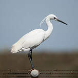 Aigrette garzette