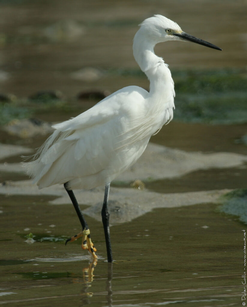 Aigrette garzetteadulte nuptial, identification, marche