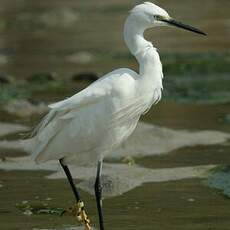 Little Egret