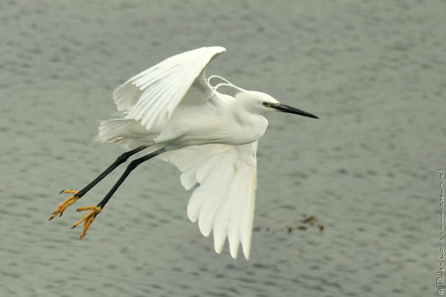 Cékoilabébête ? - Page 15 Aigrette.garzette.dico.2g