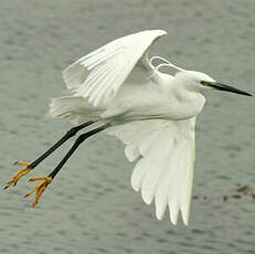 Little Egret