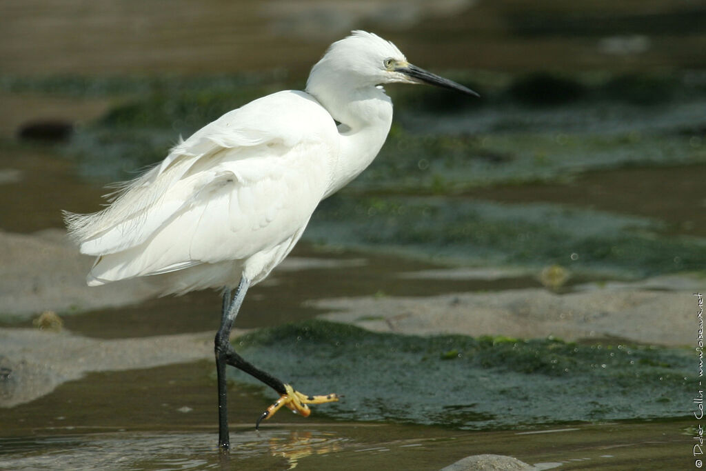 Little Egretadult breeding, identification