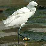 Aigrette garzette