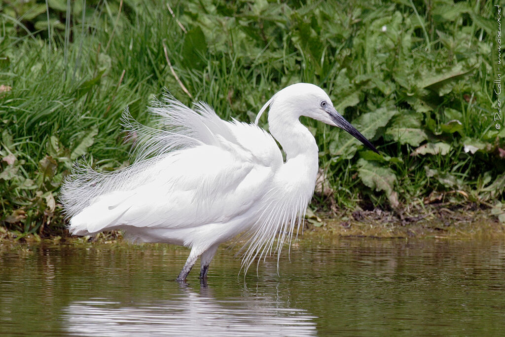 Aigrette garzetteadulte