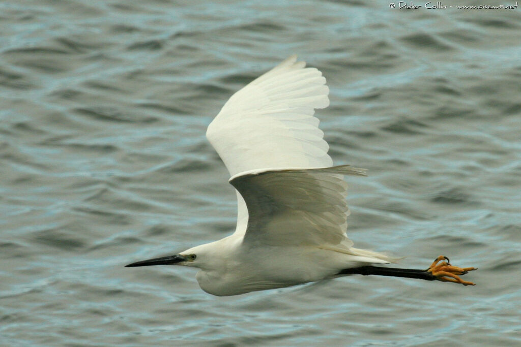 Little Egretadult, Flight