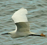 Aigrette garzette