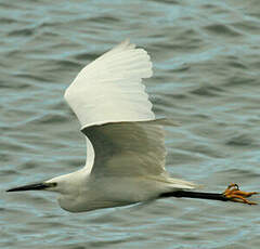 Little Egret