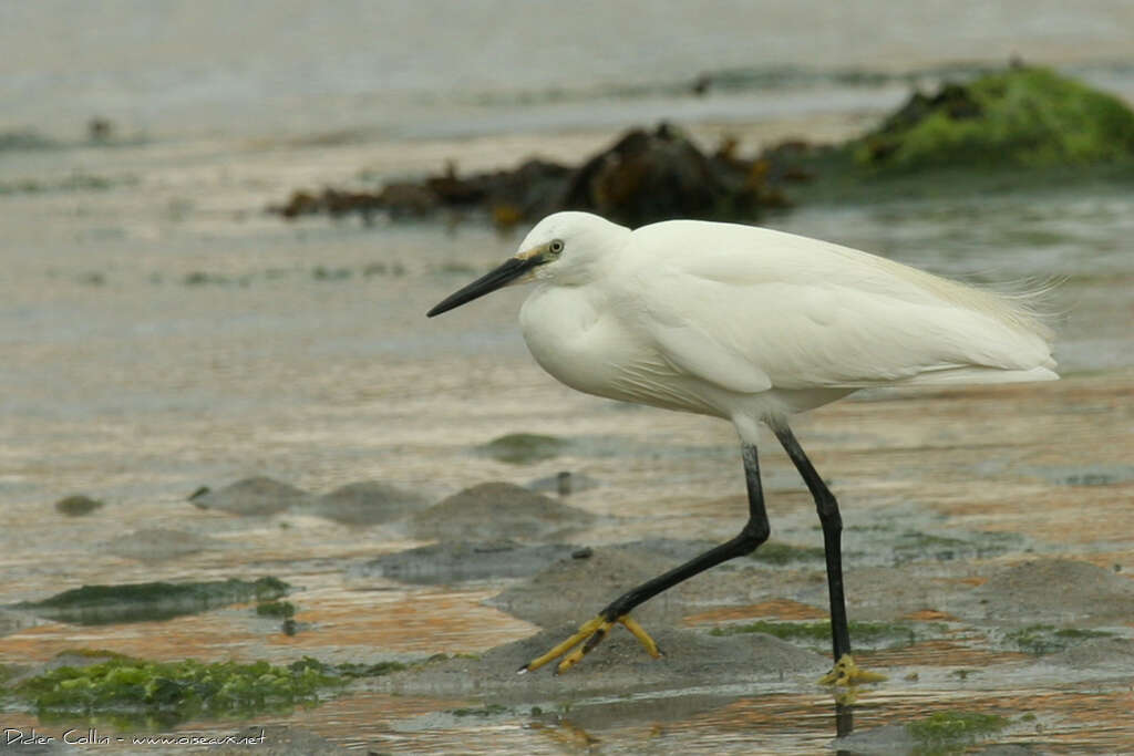 Little Egretadult, walking