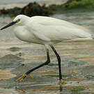 Little Egret