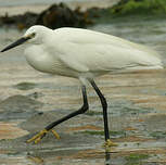 Aigrette garzette