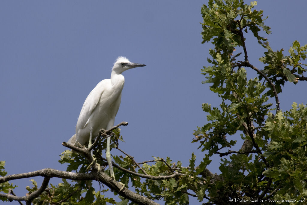 Aigrette garzettejuvénile, Nidification