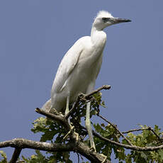 Little Egret