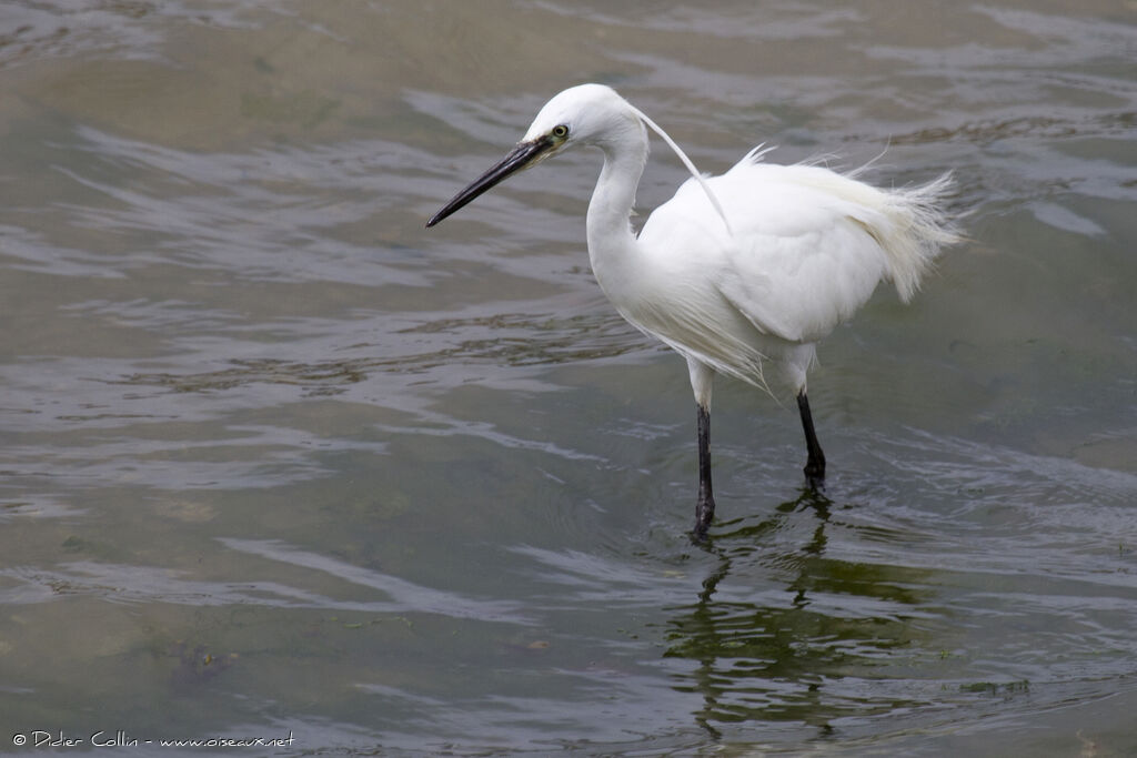 Little Egretadult