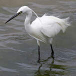 Aigrette garzette