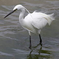 Aigrette garzette