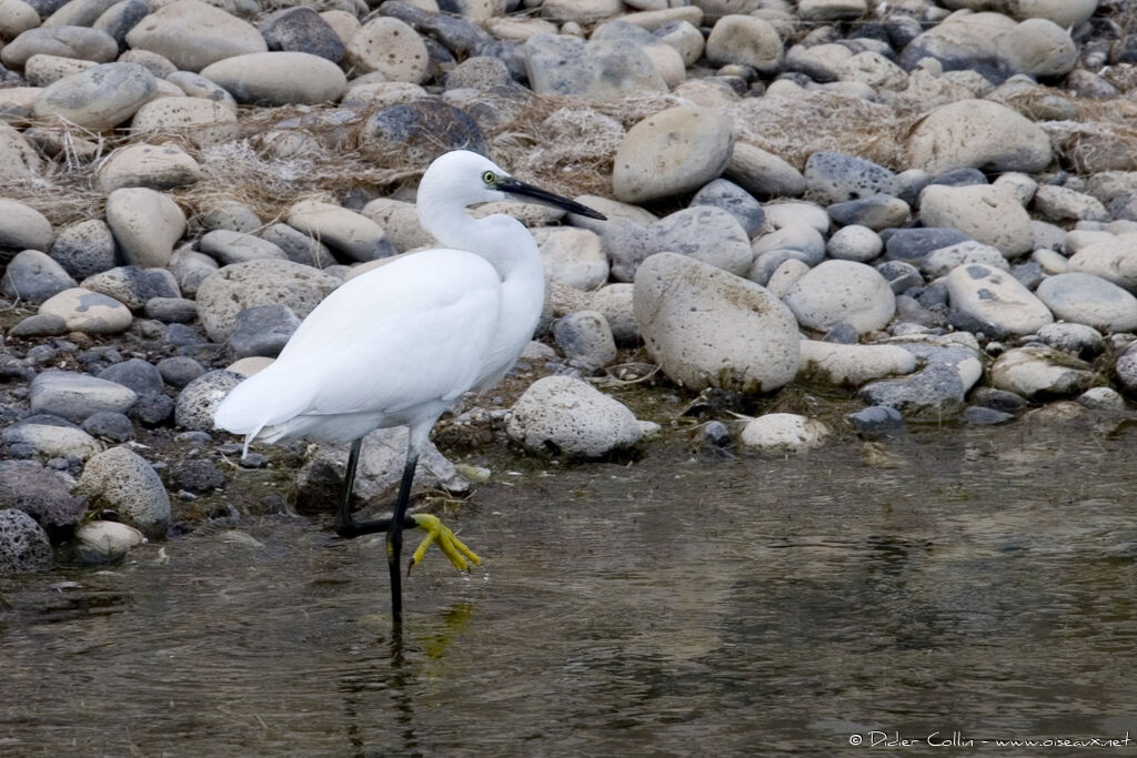 Aigrette garzette