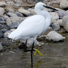 Aigrette garzette