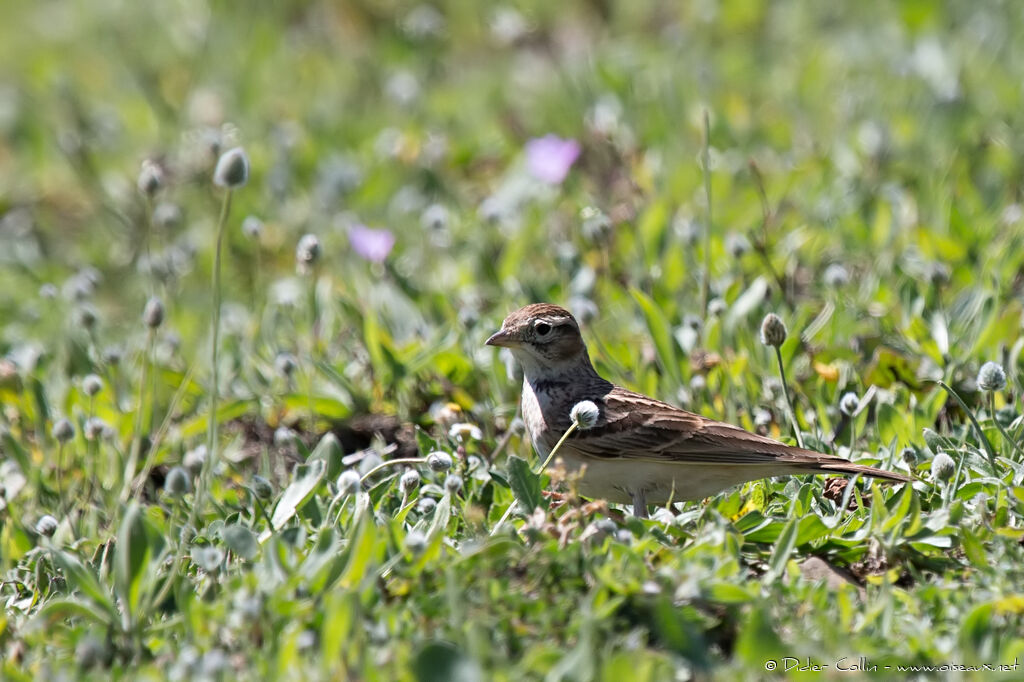 Alouette calandrelleadulte