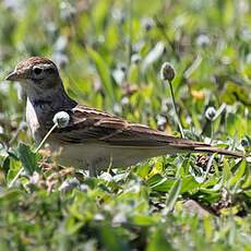 Greater Short-toed Lark