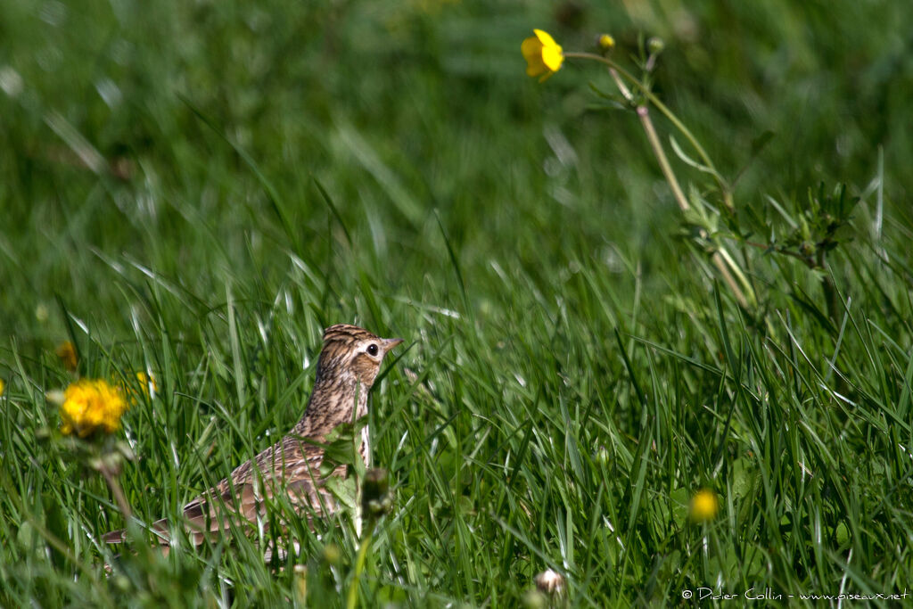 Eurasian Skylark