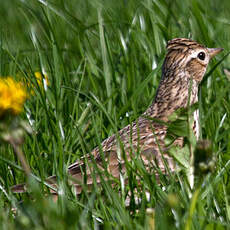 Eurasian Skylark