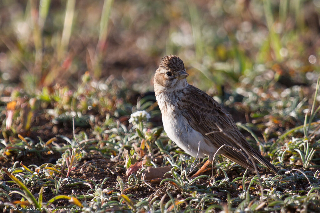 Alouette pispolette