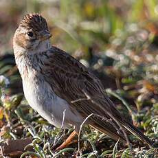 Alouette pispolette