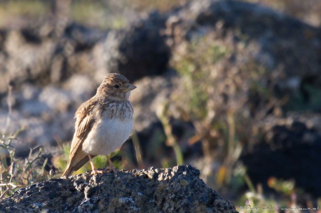 Mediterranean Short-toed Larkadult, identification