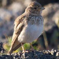 Mediterranean Short-toed Lark