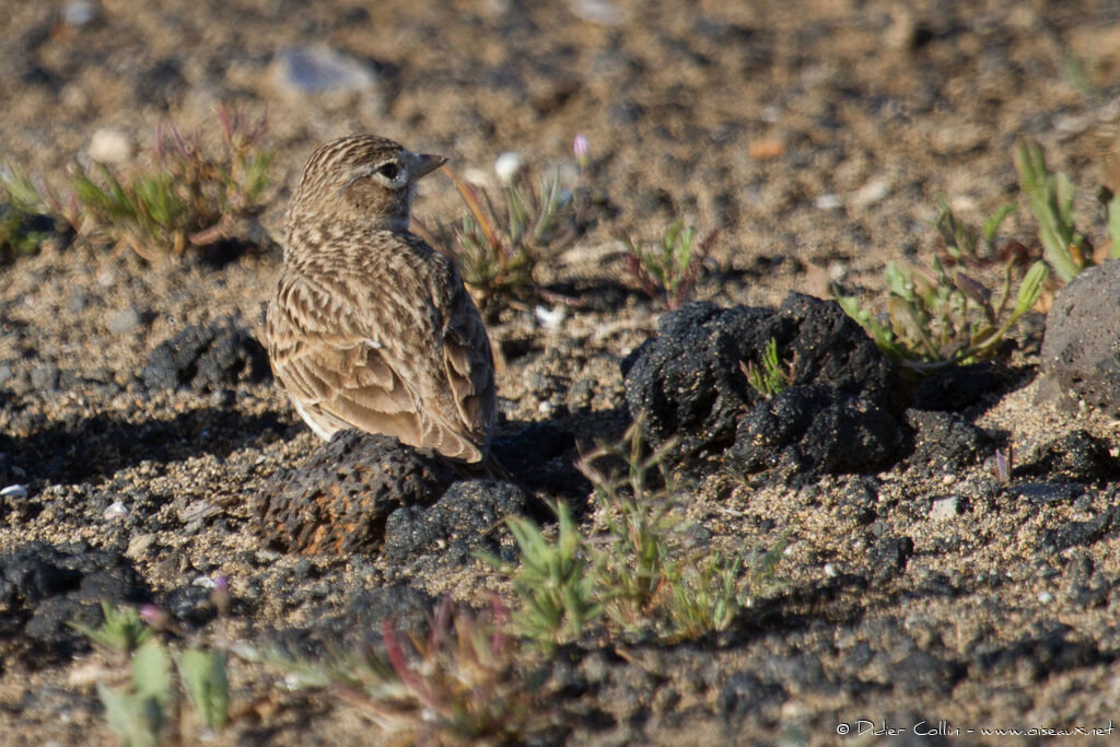 Mediterranean Short-toed Lark