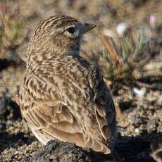 Lesser Short-toed Lark