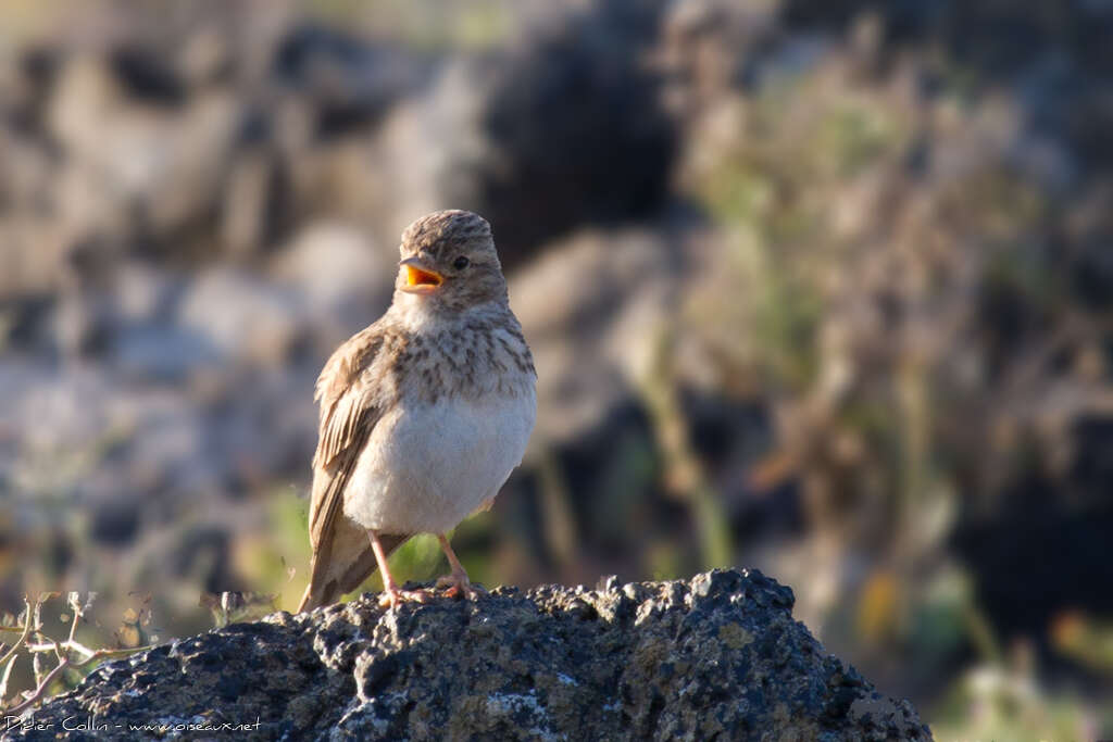 Mediterranean Short-toed Lark male adult, close-up portrait, song