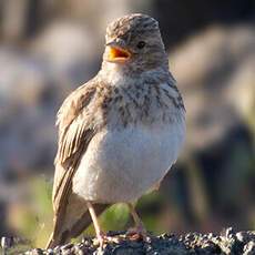 Lesser Short-toed Lark