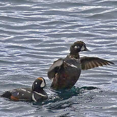 Harlequin Duck