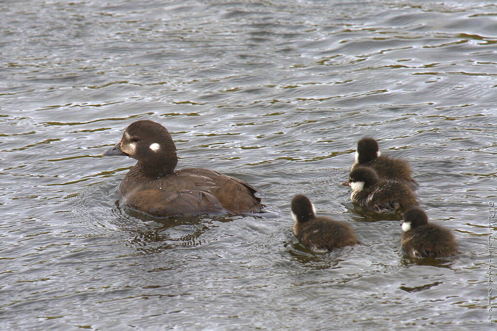 Harlequin Duck